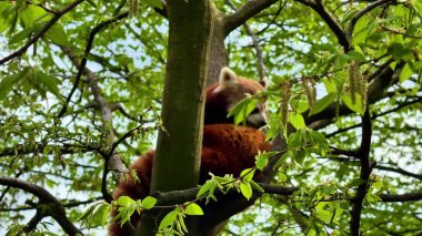 Huzurlu ve tapılası bir kırmızı panda, canlı yeşil gür yapraklarla çevrili, dayanıklı bir ağaç dalının üzerinde dinleniyor.