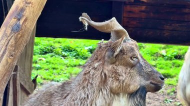 Etkileyici boynuzları olan bir dağ keçisinin nefes kesici görüntüsü. Huzurlu ve vahşi doğasında güzelliğini sergiliyor.