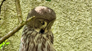 Dalların arasında ustalıkla saklanan görkemli bir baykuşun nefes kesici yakın plan görüntüsü belirgin özelliklerini gözler önüne seriyor.