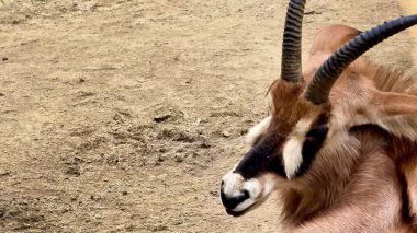 Huzurlu bir antilop zarif bir şekilde muhteşem boynuzlarını güzel bir kumlu zemin içinde sergiliyor.