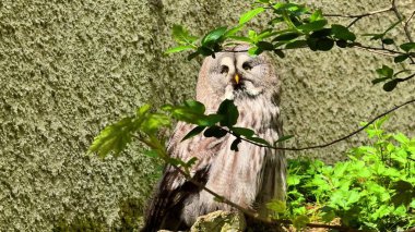 Bir baykuşun canlı yapraklar arasında zarif bir şekilde dinlendiği, eşsiz güzelliğini sergilediği huzurlu bir an.