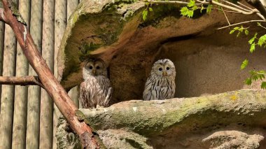 İki güzel baykuş rahat ortamlarında huzur içinde dinleniyor ve benzersiz desenlerini güzel bir şekilde sergiliyorlar.
