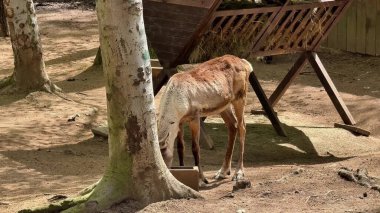 Serin bir manzarada, yemyeşil bir alanda huzur içinde beslenen yalnız bir geyik görülüyor.
