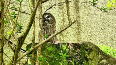 Bir baykuş, bereketli yeşilliklerle çevrili büyük bir kayanın üzerinde zarif bir şekilde oturur ve doğanın güzelliklerini gözler önüne serer.