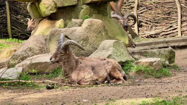 Dağ keçileri kayalık arazide huzur içinde dinleniyor ve doğal davranışlarını sakin bir ortamda sergiliyorlar.