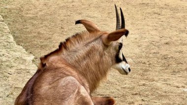 Zarif bir antilop huzurlu ortamında huzur içinde dinleniyor ve sükunetin ortasında çarpıcı özelliklerini sergiliyor.