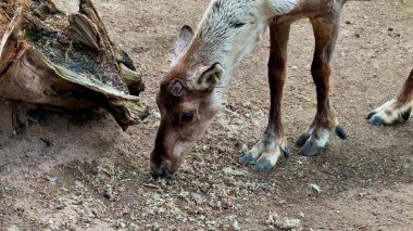 Vahşi bir hayvan, doğal ortamında yiyecek bulmak için dikkatlice yiyecek arar.