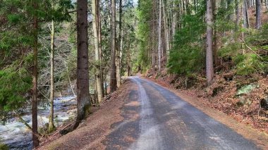 Parıldayan bir nehrin kenarından esen pitoresk bir orman yolu doğanın gerçek sükunetini ve çekiciliğini yakalıyor.