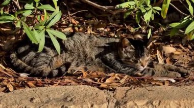Yumuşak bir tekir kedi yeşil yaprakların üzerinde uzanır, yemyeşil yemyeşil ortamda güneşlenir.