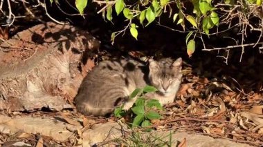 Huzurlu bir tekir kedi, yemyeşil alanların altında, yemyeşil yapraklar ve sıcak güneş ışığı altında rahat bir şekilde uzanır.