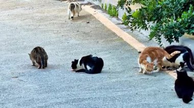 Zevkli, meraklı bir grup kedi, çeşitli eğlenceli aktivitelerle uğraşırken dışarıda eğleniyorlar.