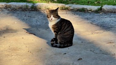 Sevimli bir tekir kedi, sıcak güneş ışığında zarif bir şekilde oturuyor, tüylü, tapılası özelliklerini güzelce sergiliyor.