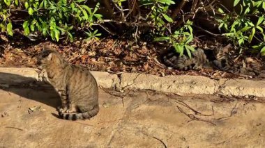 İki sevimli çizgili kedi, huzurlu bir şekilde huzur içinde dinleniyor ve güzel bir bahçe düzeninde.