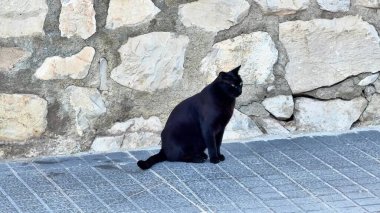 Gösterişli, siyah bir kedi, yaşlanmış bir taş duvarın yanında oturuyor. Şatafatlı kürkünü ve gün ışığında tuhaf davranışlarını sergiliyor.