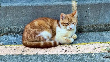Sevimli bir turuncu ve beyaz kedi, sıcak ve güneşli bir öğleden sonranın keyfini çıkarırken, rahatça kaldırımda uzanıyor.