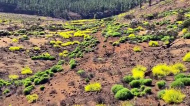 Canlı sarı ve yeşil bitkilerle bezenmiş kuru bir arazinin çarpıcı manzarası dayanıklılığını gösteriyor..