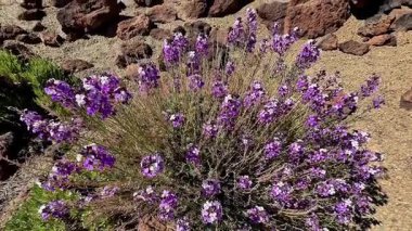Berrak mavi gökyüzüyle yıkanmış kayalık bir arazide serpilen canlı mor çiçeklerin nefes kesici manzarası.