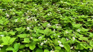Canlı, güzel bir tarlanın ortasında yemyeşil çilek bitkileriyle dolu, narin beyaz çiçekler açıyor.
