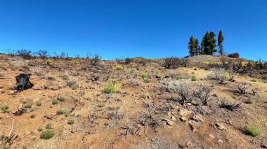 Kuru ve ıssız bir arazi, açık mavi gökyüzünün altında yeni yetişen parçalarla yanmış bitki örtüsü sergiliyor.