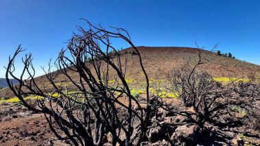 Yangından sonra kömürleşmiş ağaçlarla aydınlık bir volkanik alan keşfetmek, dayanıklılık ve dayanıklılık göstermektedir.