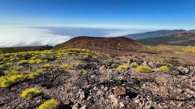 Uçsuz bucaksız volkanik bir manzaranın göz kamaştırıcı görüntüsü. Canlı sarı bitkiler bulutların üzerinde görkemli bir şekilde yükseliyor.