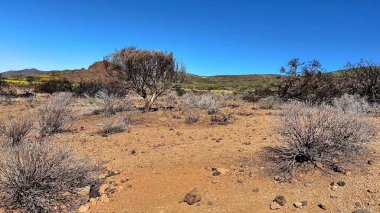 Sakin, sakin bir çöl manzarası kurak topraklar, seyrek çalılar ve geniş, parlak mavi bir gökyüzü.