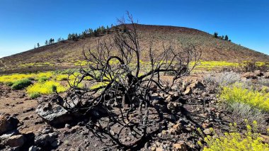 Göz kamaştırıcı güzellikte bir manzara, orman yangınından sonra büyüyen canlı kır çiçekleriyle çevrili yanmış bir ağaca ev sahipliği yapar.