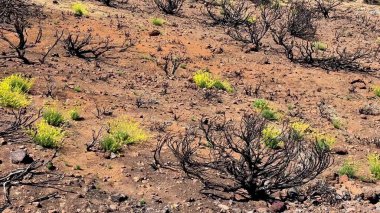 Çarpıcı bir manzara, yıkıcı bir yangından arta kalan kömürleşmiş kalıntıların arasında güzel bir şekilde ortaya çıkan yeni bitki örtüsünü gözler önüne seriyor.