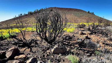 Issız ve ıssız bir arazi, orman yangınının ardından canlı bir şekilde yeniden büyüyen yanan bitkilerin yanı sıra sergilenmektedir.