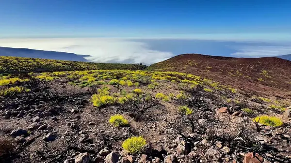 Volkanik arazi, bulutlar ve görkemli dağlara karşı çarpıcı sarı flora içerir.