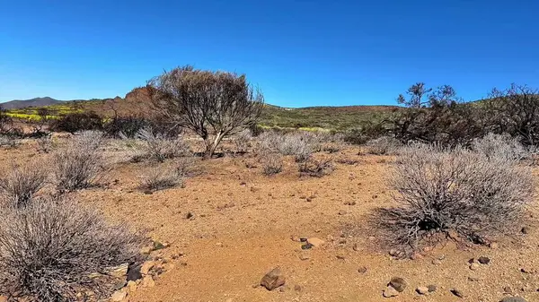 Sakin, sakin bir çöl manzarası kurak topraklar, seyrek çalılar ve geniş, parlak mavi bir gökyüzü.