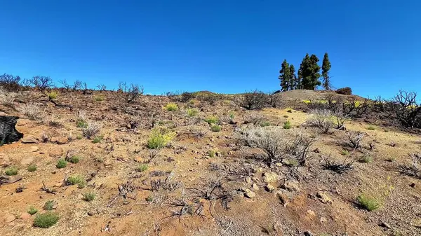 Kuru ve ıssız bir arazi, açık mavi gökyüzünün altında yeni yetişen parçalarla yanmış bitki örtüsü sergiliyor.