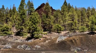 Berrak mavi gökyüzünün altında görkemli volkanik tepelerin yanında duran uzun yeşil çam ağaçlarının nefes kesici manzarasının tadını çıkar.