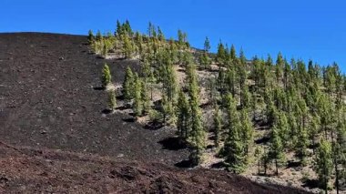 Berrak mavi bir gökyüzünün altında volkanik bir arazide büyüyen çarpıcı ve güzel bir kontrasttı.