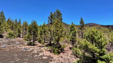 Bereketli yeşil çam ağaçları ve parlak açık mavi gökyüzünü barındıran nefes kesici ve çarpıcı bir volkanik manzara.