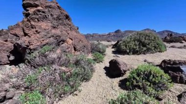 Parlak bir çöl sahnesi, açık mavi gökyüzünün altında yemyeşil, çarpıcı kaya dokularını sergiliyor.