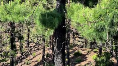 Dallardan süzülen yoğun yeşillik ve güneş ışığıyla bir çam ormanının dingin güzelliğini keşfedin..