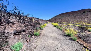 Parlak sarı çiçeklerle dolu parlak bir patika boyunca, yanan bir toprak zeminine doğru yol alın.