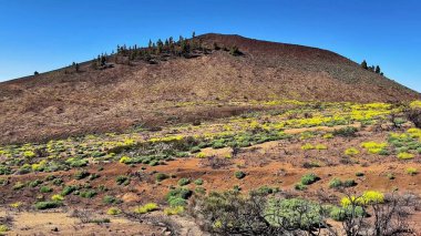 Renkli kır çiçekleri ve parlak mavi gökyüzüyle süslenmiş görkemli bir volkanik tepenin çarpıcı manzarası.