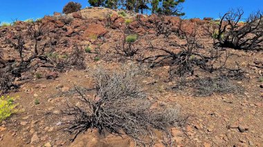 Doğanın dayanıklılığını gösteren sert bir manzara. Kayalık arazi ve yeni büyüme ile orman yangını sonrası esneklik..