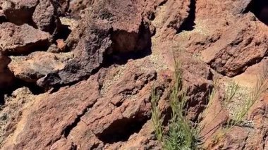 Bu büyüleyici manzara engebeli arazi, eşsiz kaya oluşumları ve dayanıklı yeşillikler sergiliyor.