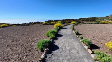 Huzurlu ve huzurlu bir patika güzel bir şekilde canlı sarı çiçekler ve uçsuz bucaksız mavi gökyüzü ile çevrilidir.