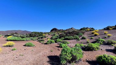 Çöl arazisinde yemyeşil, canlı bitki örtüsü ve uzak bir ortamda açık mavi gökyüzü bulunur.