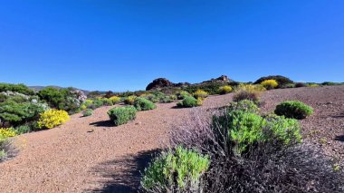 Berrak bir mavi gökyüzünün altında yemyeşil ve canlı çiçeklerle dolu çarpıcı bir çöl manzarasını keşfedin..
