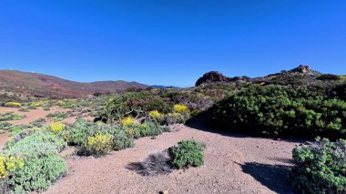 Unutulmaz bir yolculukta berrak, mavi gökyüzünün altında canlı bitkilerle dolu çarpıcı bir çöl manzarasını keşfedin.