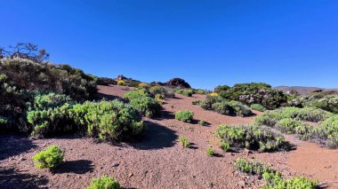 Bu büyüleyici çöl manzarasını keşfedip keşfedin ve keşfedin. Yeşillik ve yukarıda kusursuz mavi gökyüzü ile tamamlayın.