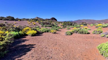 Nefes kesici bir çöl manzarası canlı, renkli bitkiler sergiliyor berrak, güneşli mavi gökyüzünün altında.