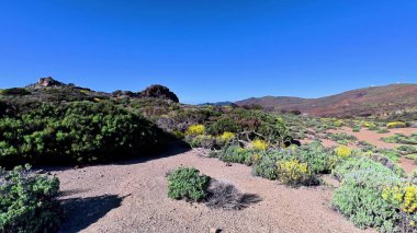 Nefes kesen bir çöl manzarası, berrak mavi gökyüzünün altındaki yemyeşil ve canlı çiçekleri vurgular.