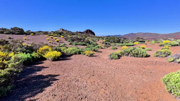 Nefes kesici bir çöl manzarası canlı, renkli bitkiler sergiliyor berrak, güneşli mavi gökyüzünün altında.