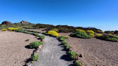 Açık mavi gökyüzünün altında canlı çiçekler tarafından kucaklanan, hoş bir maceraya atılın.